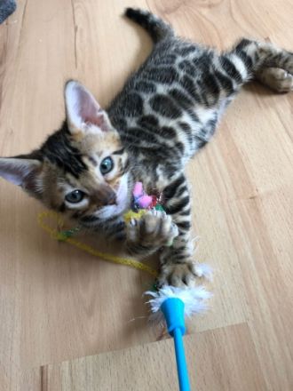 die kleine Katze wurde am 30.03.2022 gesund zur Welt