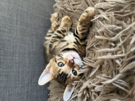 die kleine Katze wurde am 30.03.2022 gesund zur Welt