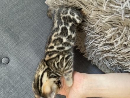 die kleine Katze wurde am 30.03.2022 gesund zur Welt