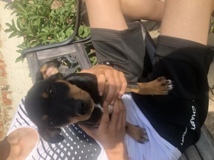 Hallo dieser kleine Mann ist noch zu haben und sucht