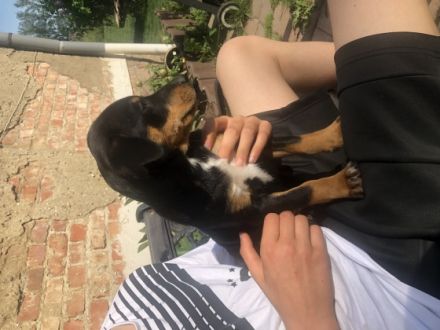 Hallo dieser kleine Mann ist noch zu haben und sucht