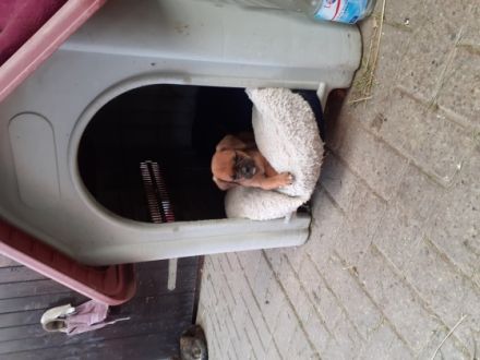 Liebe aufgeweckte Welpen suchen einen schönen Platz in