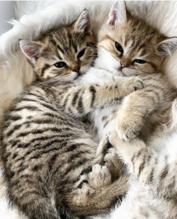 Wir, die Tabby-Deluxe haben wieder traumhaften,