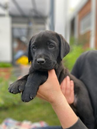 Am 25.3.22 hat unsere Hündin 10 wunderbare Welpen