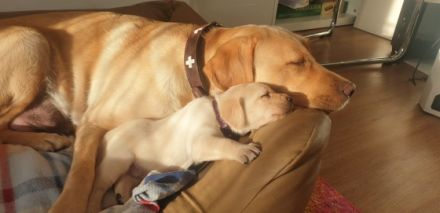 Am 25.3.22 hat unsere Hündin 10 wunderbare Welpen