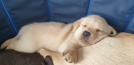 Am 25.3.22 hat unsere Hündin 10 wunderbare Welpen