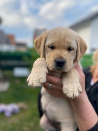 Am 25.3.22 hat unsere Hündin 10 wunderbare Welpen