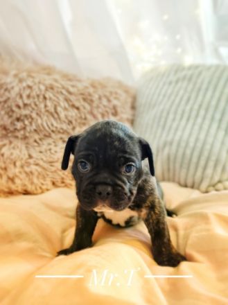 Unsere püppi hat am 30.03 .....8 wunderschön Welpen auf