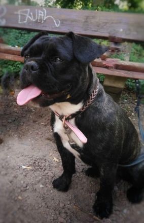 Unsere püppi hat am 30.03 .....8 wunderschön Welpen auf