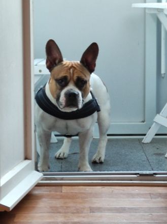 Unsere püppi hat am 30.03 .....8 wunderschön Welpen auf