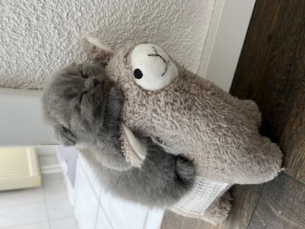 Hallöchen zusammen, unsere britisch Kurzhaar Katzenmami