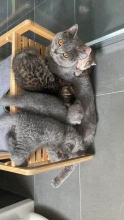 Hallöchen zusammen, unsere britisch Kurzhaar Katzenmami