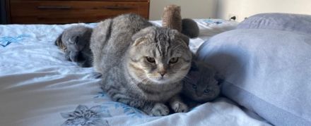 Hallöchen zusammen, unsere britisch Kurzhaar Katzenmami