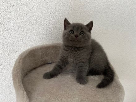 Hallöchen zusammen, unsere britisch Kurzhaar Katzenmami