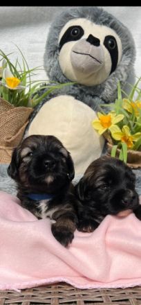 Die bezaubernden Mäuse sind am 22.4.2022 geboren und