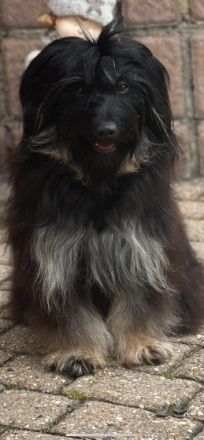 Die bezaubernden Mäuse sind am 22.4.2022 geboren und