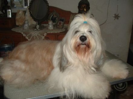 Die bezaubernden Mäuse sind am 22.4.2022 geboren und