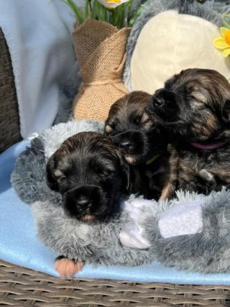 Die bezaubernden Mäuse sind am 22.4.2022 geboren und