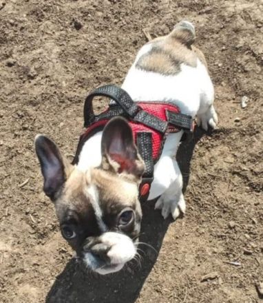 Reinrassig Französischer Bulldogge, sie ist 4 Monate