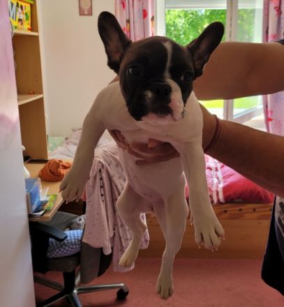 Reinrassig Französischer Bulldogge, sie ist 4 Monate