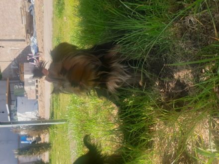 Hallo, Ich bitte hier ein kleine süße mädchen an. Die