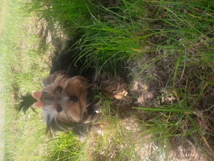 Hallo, Ich bitte hier ein kleine süße mädchen an. Die