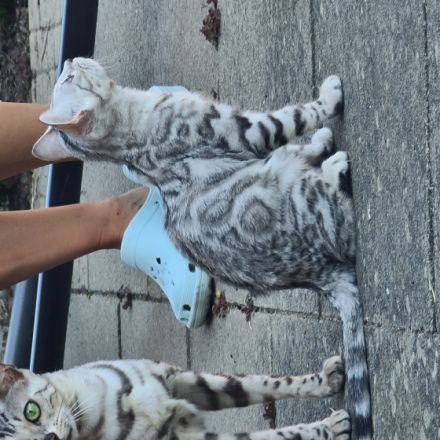 Exklusive, reinrassige Black Silber Bengal Junge