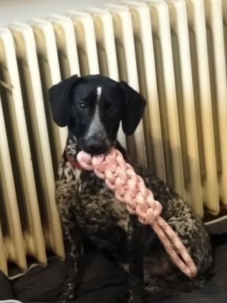 Bella wurde letzen Juni geboren. Seit August ist sie