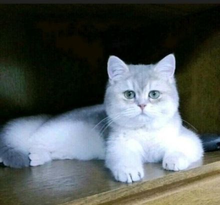 Lukas, Britisch Kurzhaar