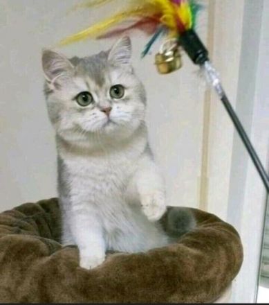 Lukas, Britisch Kurzhaar