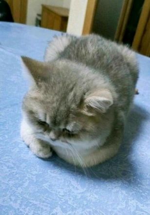 Lukas, Britisch Kurzhaar