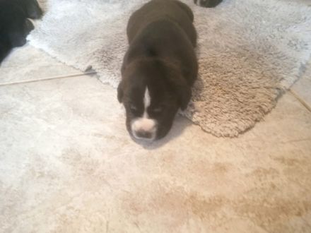 Am 04.05 haben 6 wunderschöne Welpen die Welt er blickt