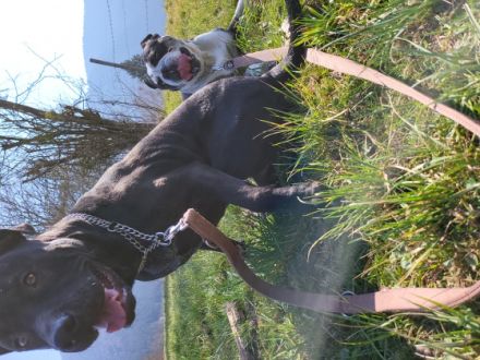 Servus liebe Leute, die süßen Welpen waren nicht