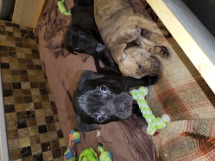 Servus liebe Leute, die süßen Welpen waren nicht