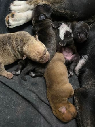 Servus liebe Leute, die süßen Welpen waren nicht