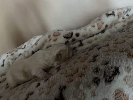 2 Maltipoo Welpen ab ca Mitte Juli abzugeben. Vater