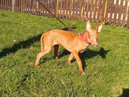 Pharaos Hund reinrassige suchen ein schönes liebevolles