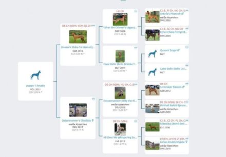 Pharaos Hund reinrassige suchen ein schönes liebevolles