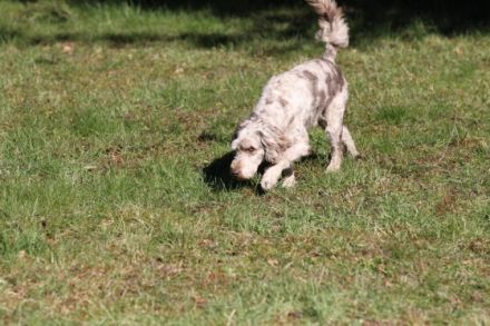 MultiGendoodle geeignet als Rettungs-, Schul-, Therapie