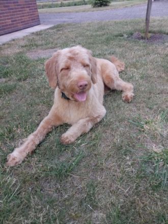 MultiGendoodle geeignet als Rettungs-, Schul-, Therapie