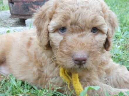 MultiGendoodle geeignet als Rettungs-, Schul-, Therapie