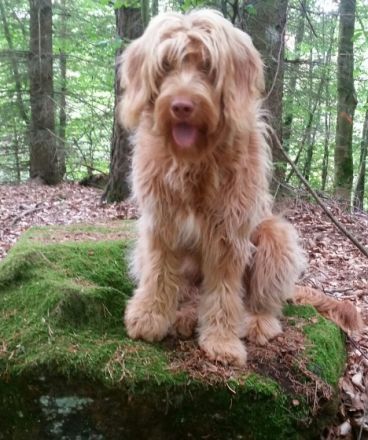 MultiGendoodle geeignet als Rettungs-, Schul-, Therapie