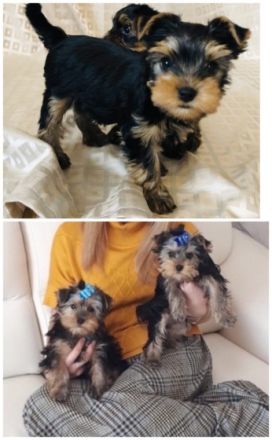 Drei süße liebe reinrassige Yorkshire Terrier-Welpen