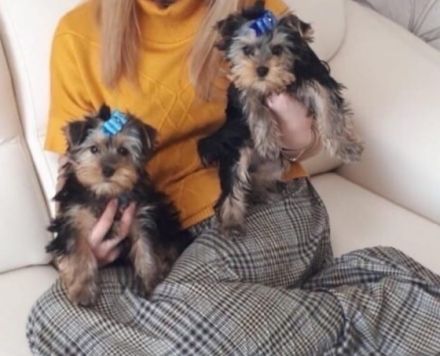 Drei süße liebe reinrassige Yorkshire Terrier-Welpen