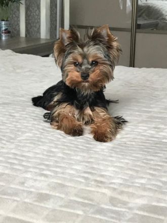 Drei süße liebe reinrassige Yorkshire Terrier-Welpen