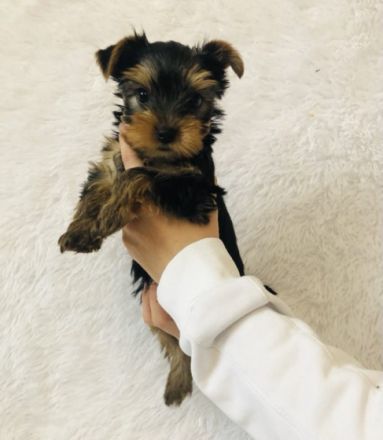 Drei süße liebe reinrassige Yorkshire Terrier-Welpen