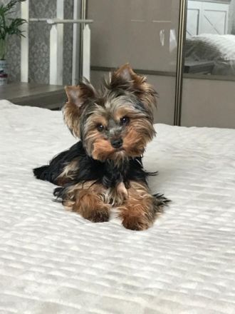 Drei süße liebe reinrassige Yorkshire Terrier-Welpen