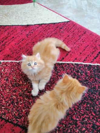 Reinrassige Perserjungs mit Nase suchen einen