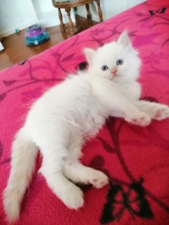 Reinrassige Perserjungs mit Nase suchen einen