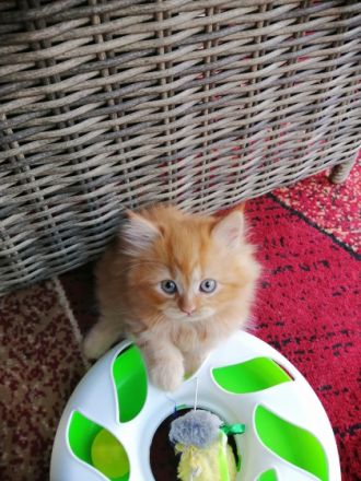 Reinrassige Perserjungs mit Nase suchen einen